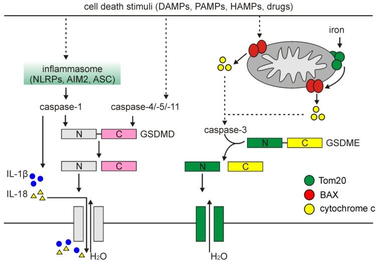 Figure 5