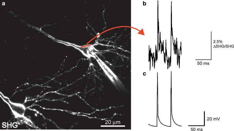 Fig. 12