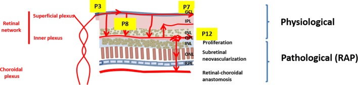 Fig. 1