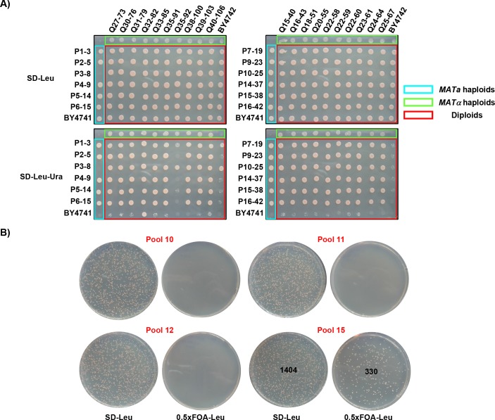 Figure 1—figure supplement 1.