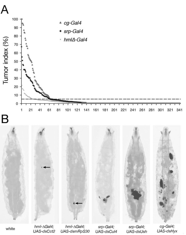 An in vivo RNA interference screen identifies gene networks controlling ...