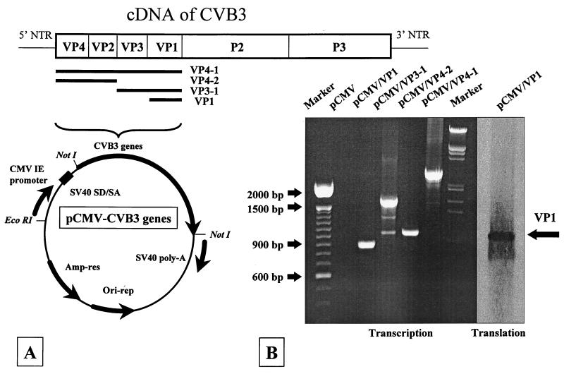 FIG. 1