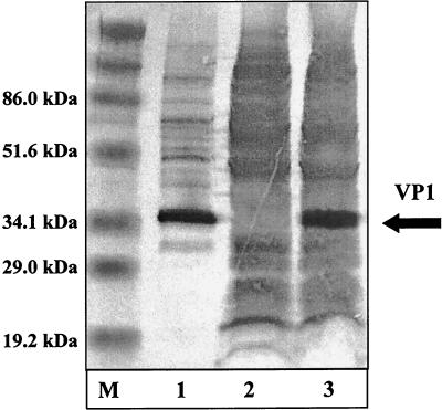 FIG. 4