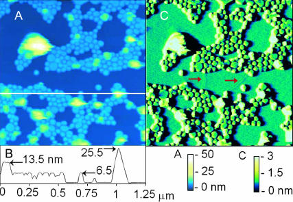 FIGURE 2