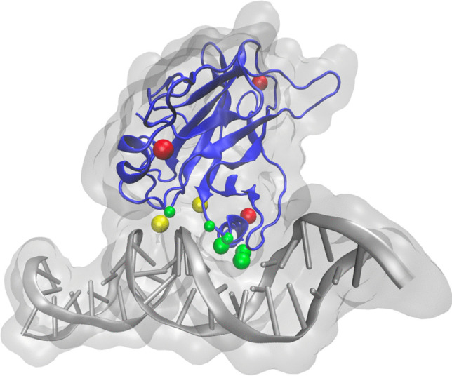 Navigating the complexity of p53-DNA binding: implications for cancer ...