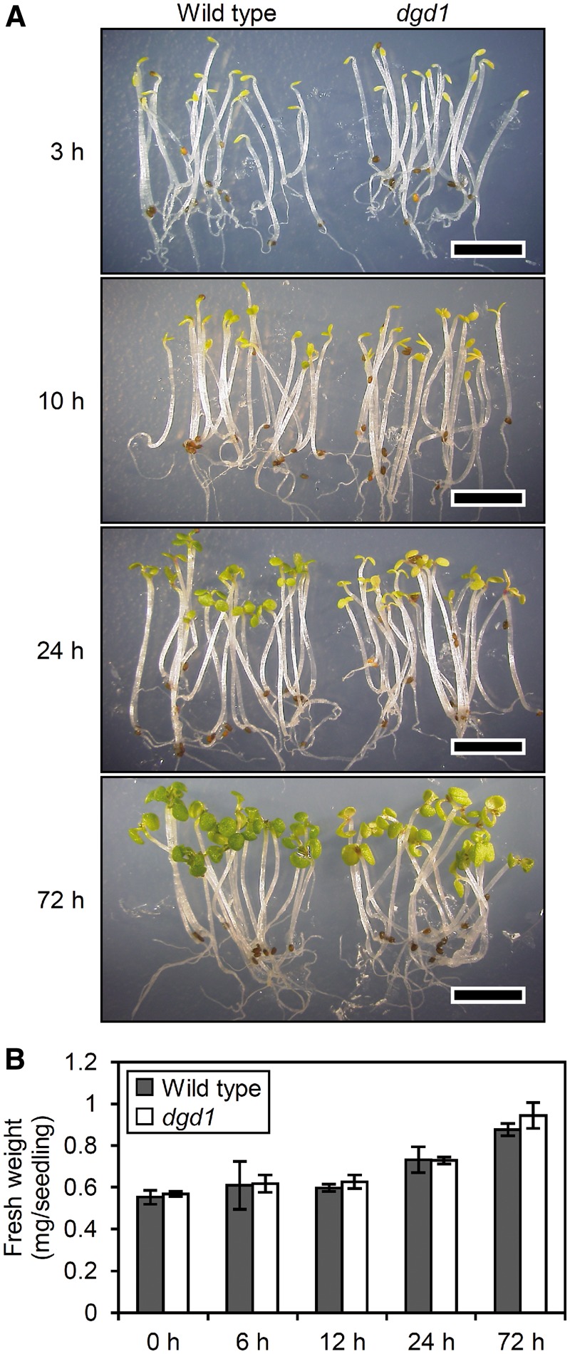 Fig. 8