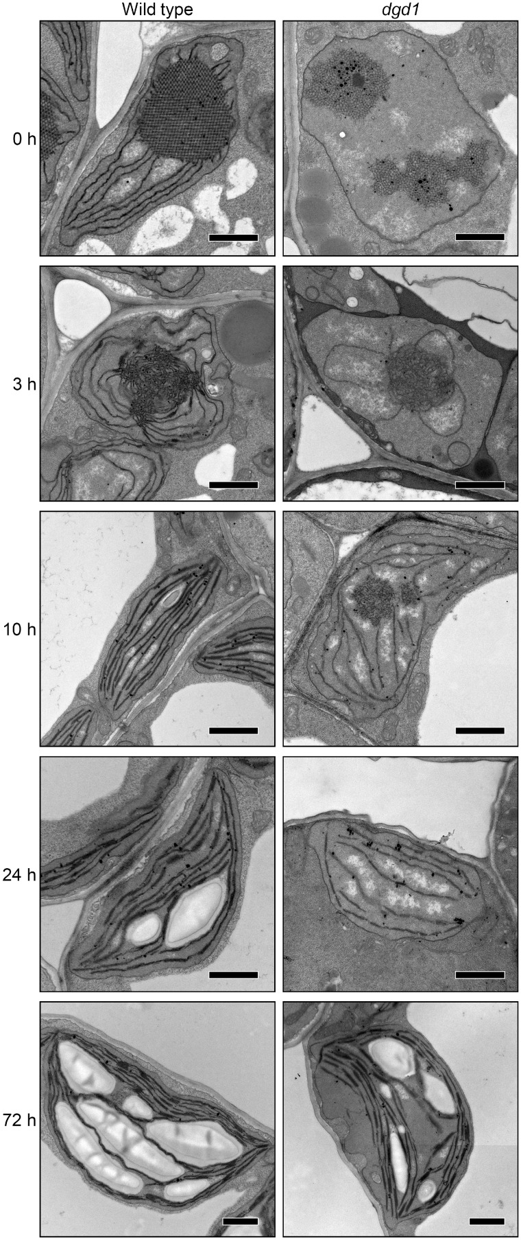 Fig. 9