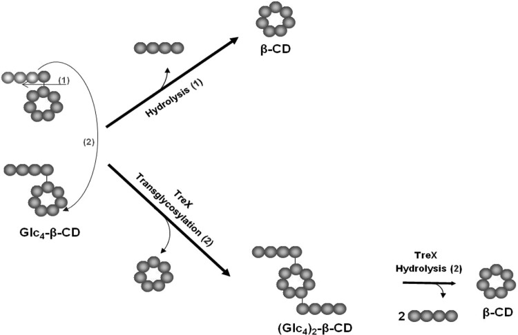 FIG 7