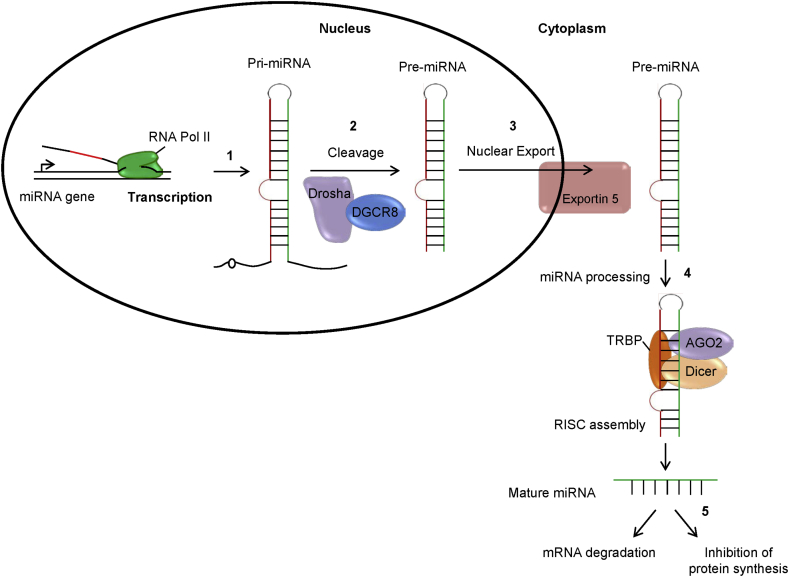 Figure 2