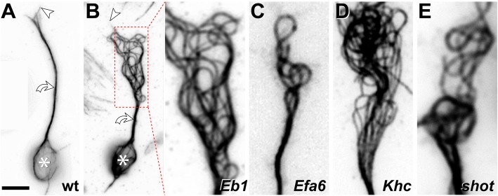 Fig. 5