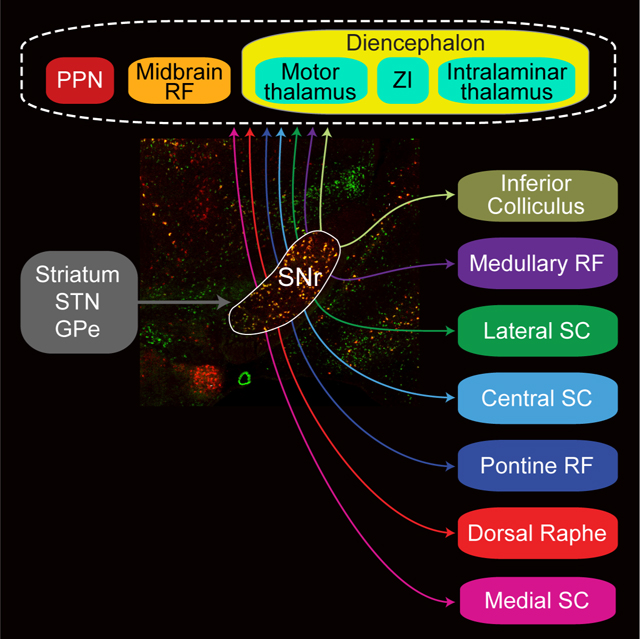 graphic file with name nihms-1685641-f0009.jpg