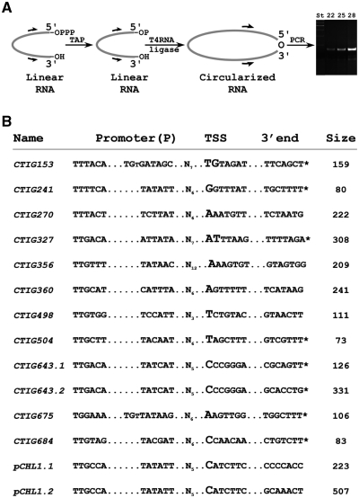 Figure 2.