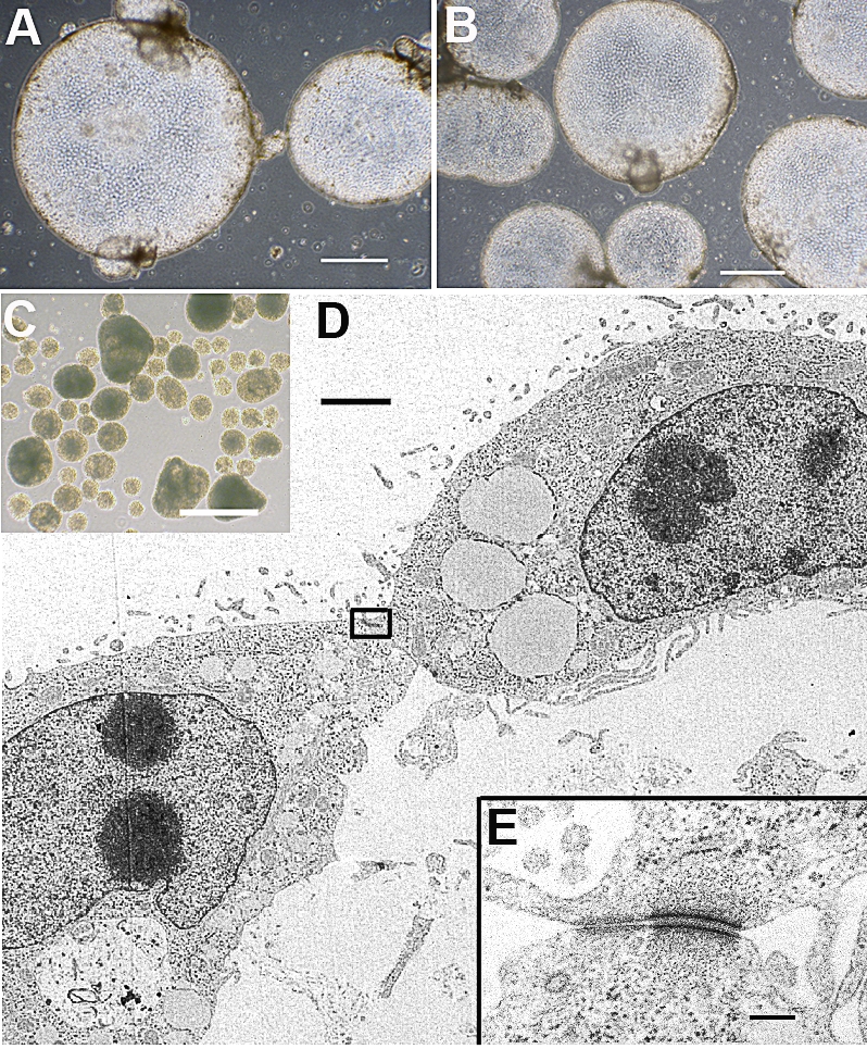 FIG. 5.