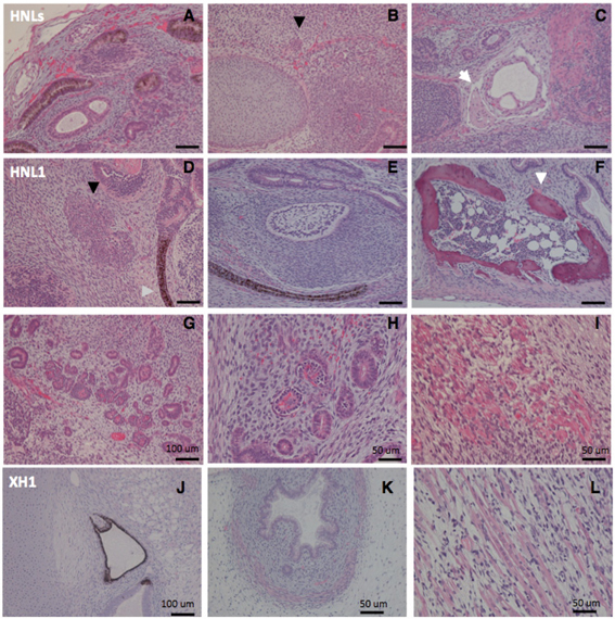 Fig. 8