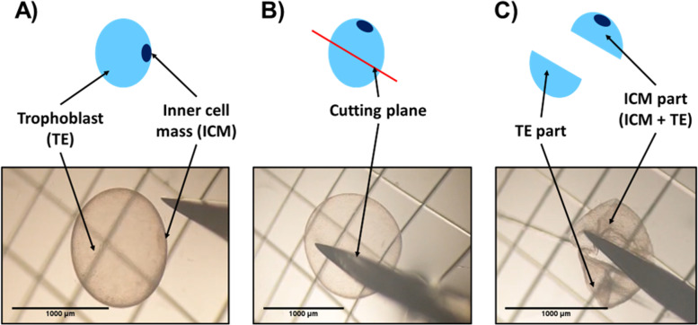 Fig. 6