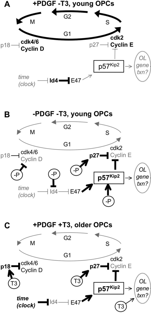 Figure 7.