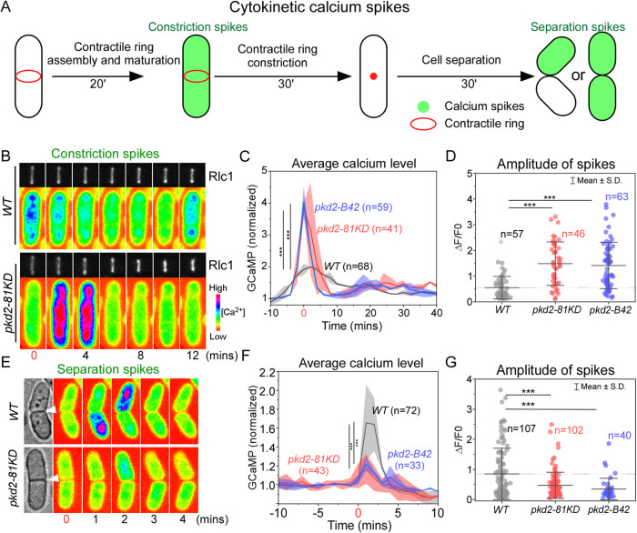 FIGURE 5: