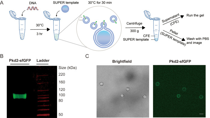 FIGURE 1: