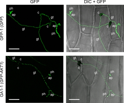 Fig. 4.