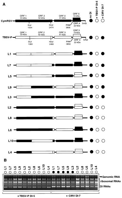 FIG. 5