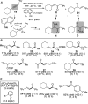 Scheme 13
