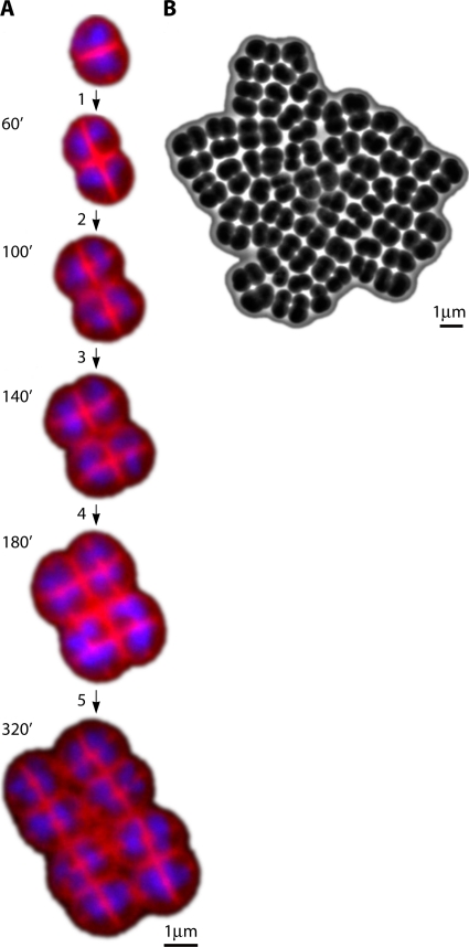 FIG. 1.