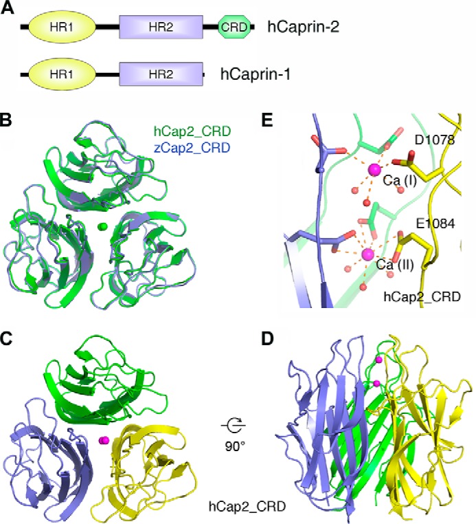 FIGURE 1.