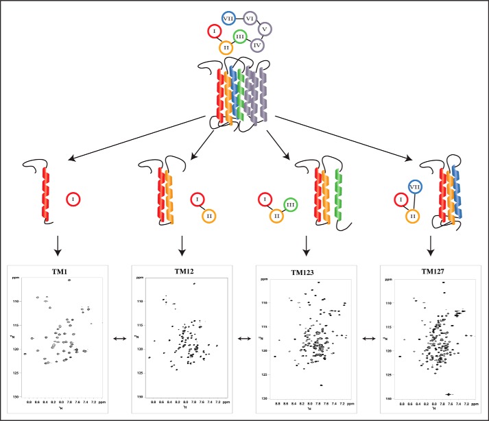 FIGURE 1.