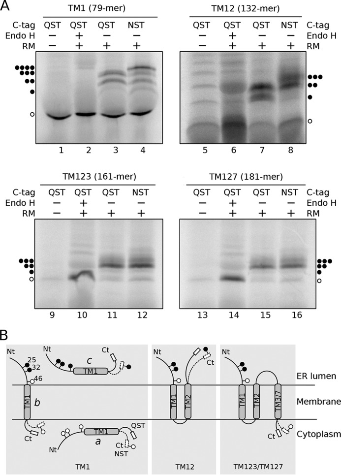 FIGURE 7.