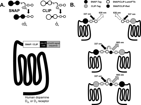 FIGURE 1.