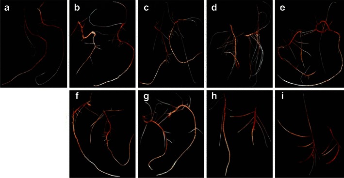 Fig. 2