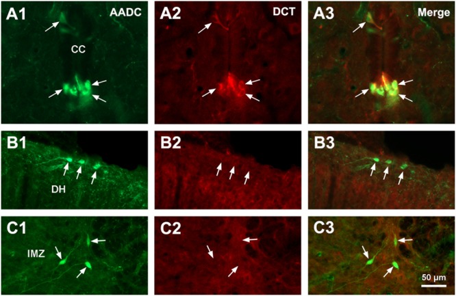 FIGURE 3