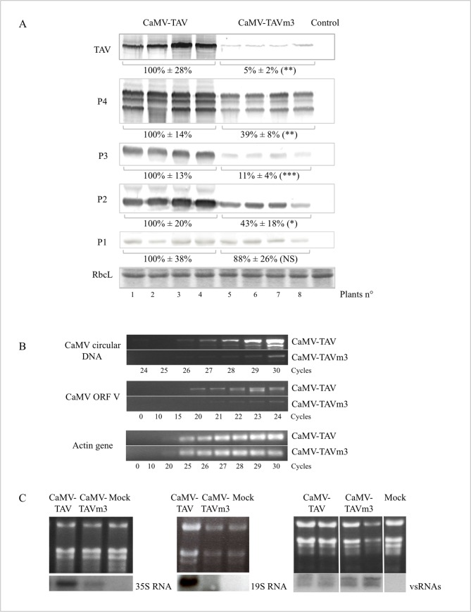 Fig 7