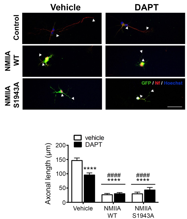Figure 6—figure supplement 2.