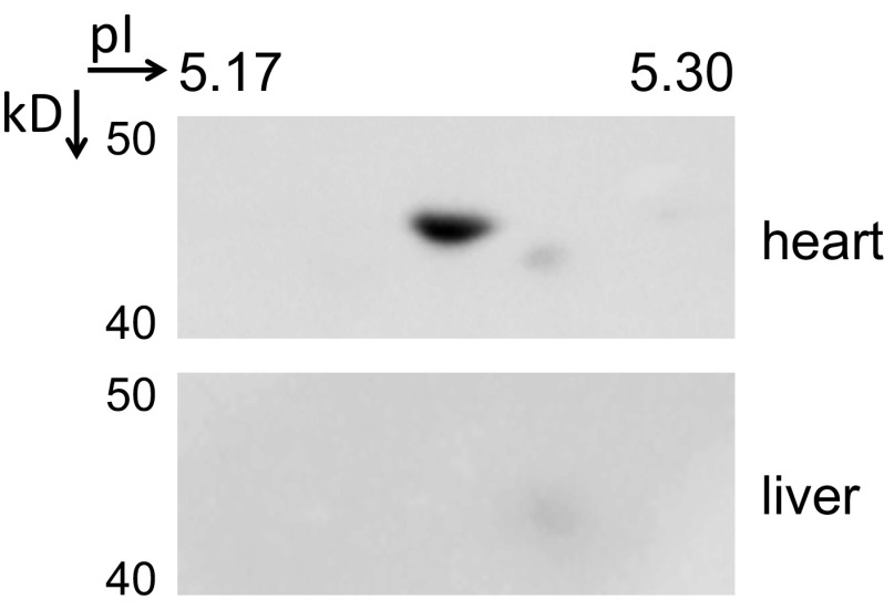 Fig. S1.