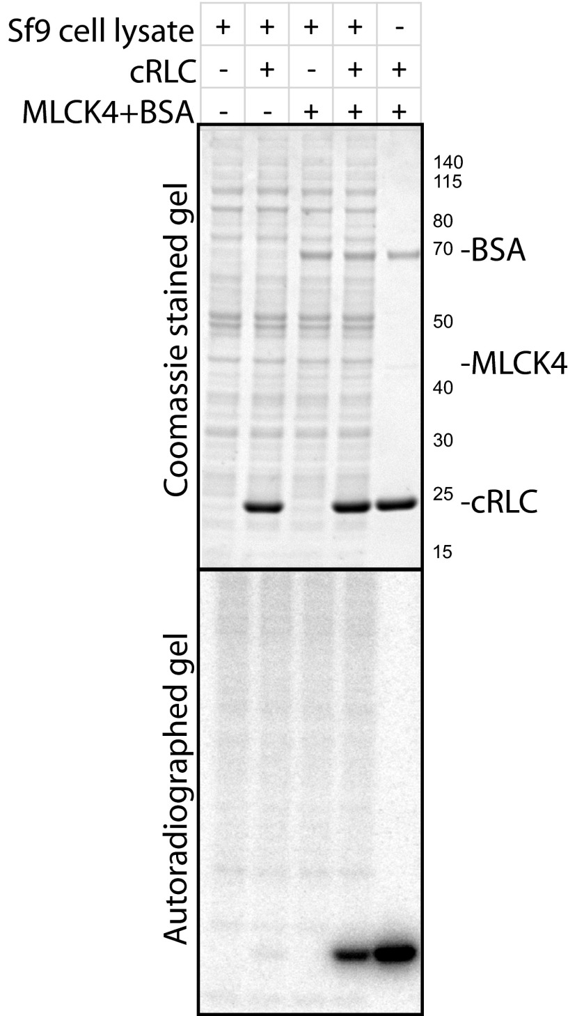 Fig. S2.