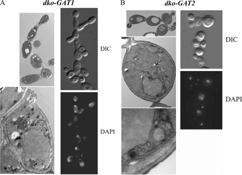 FIG. 10.