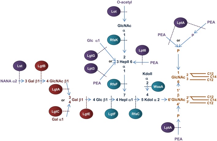 Figure 6