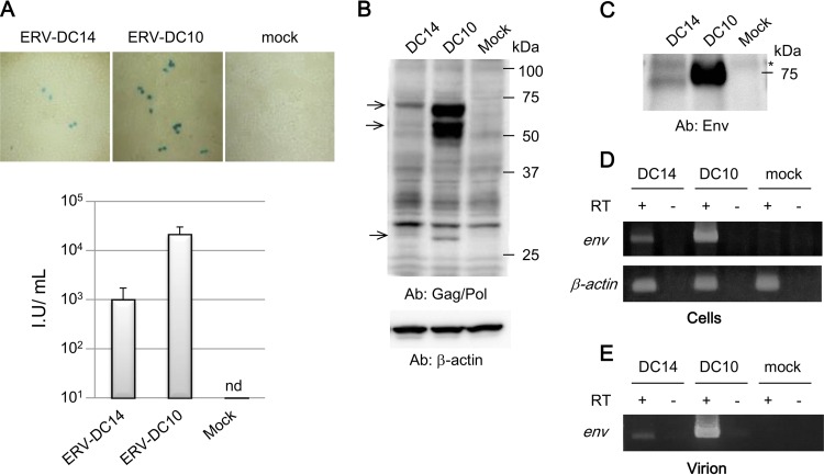 FIG 1