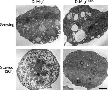 FIG. 5.