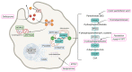 Overview of the cellular localization of causative genes, implicated pathways, and therapeutic development in monogenic NBIA disorders