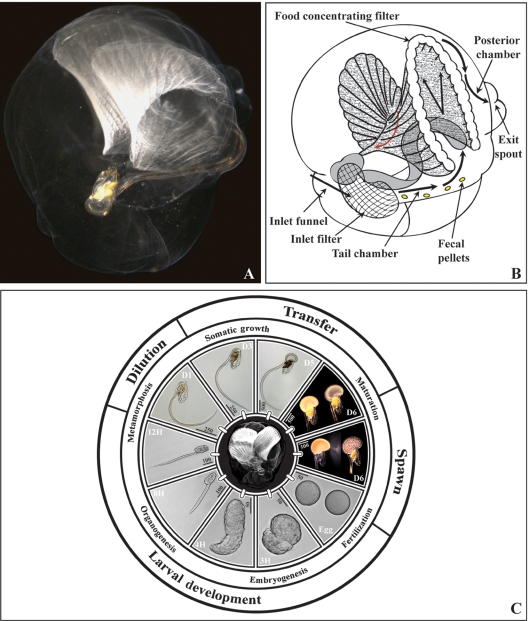 Fig. 1.