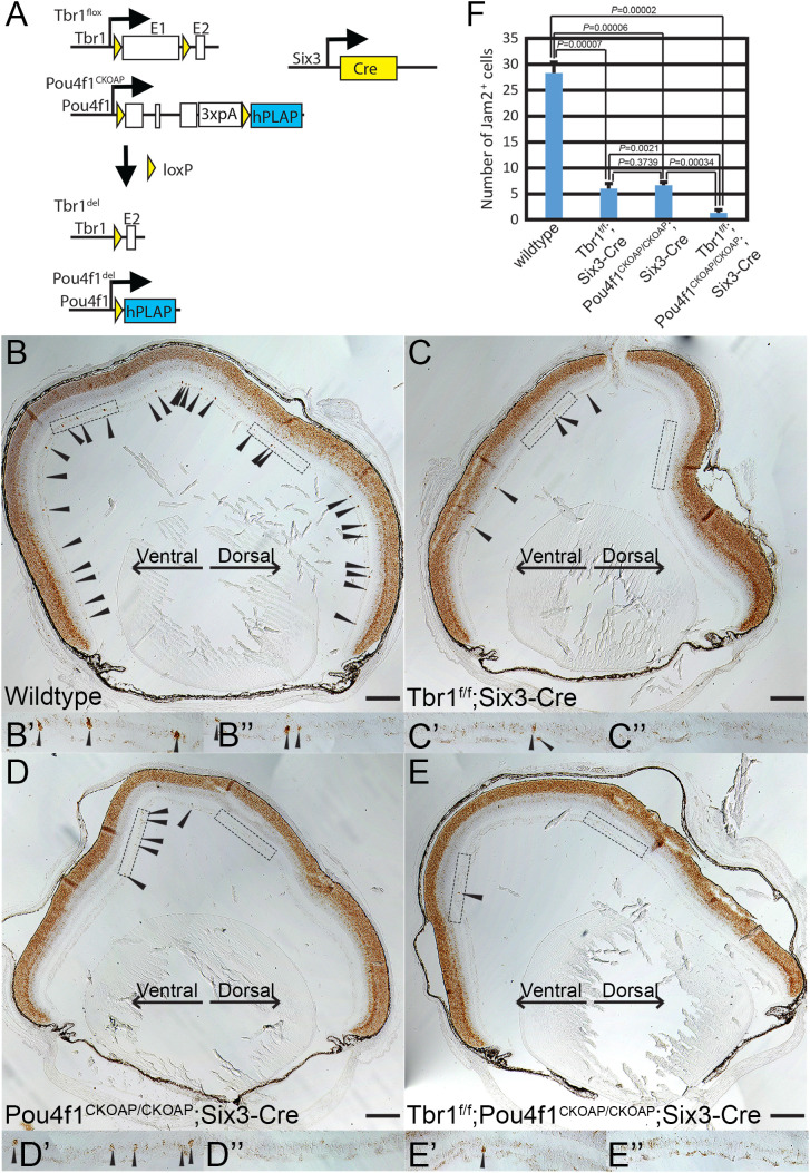 Figure 4