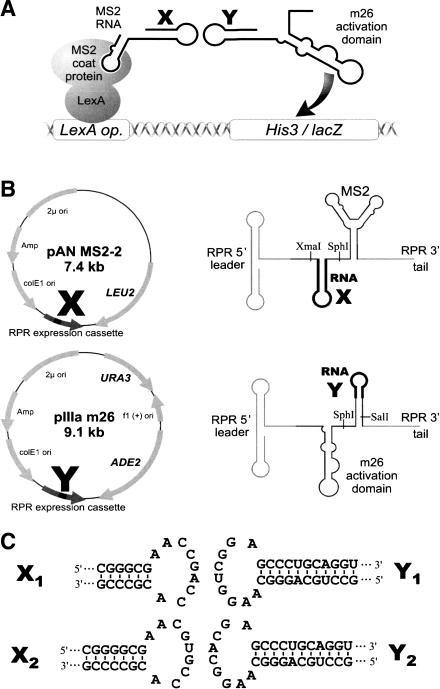 FIGURE 1.