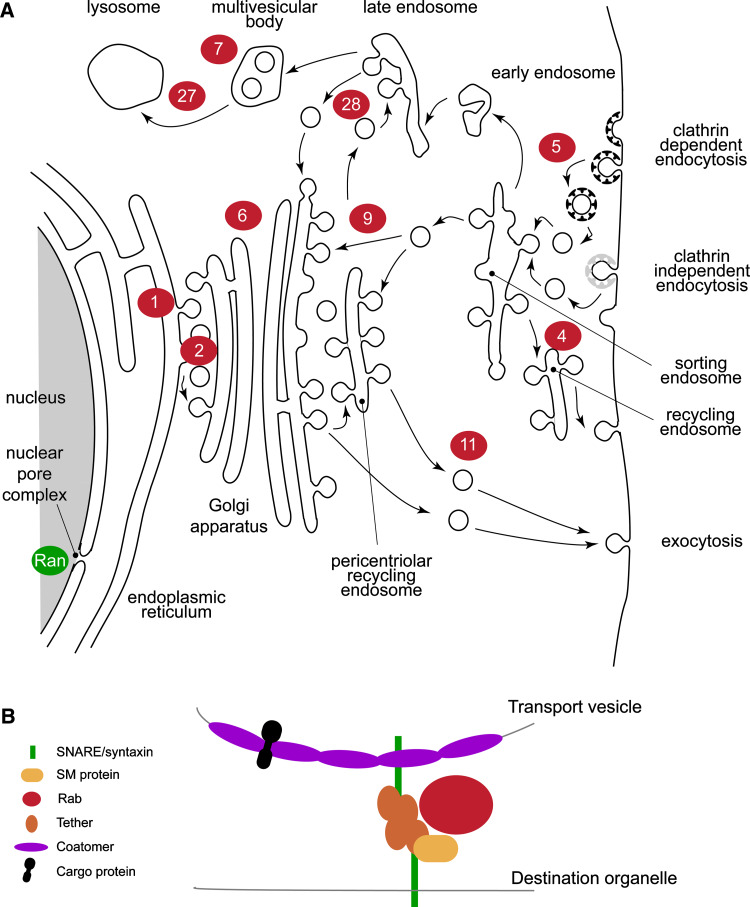 Fig. 1