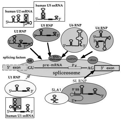 FIG. 2.