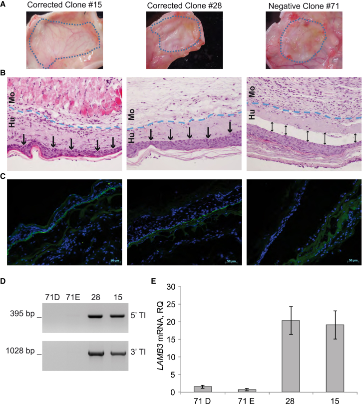 Figure 5