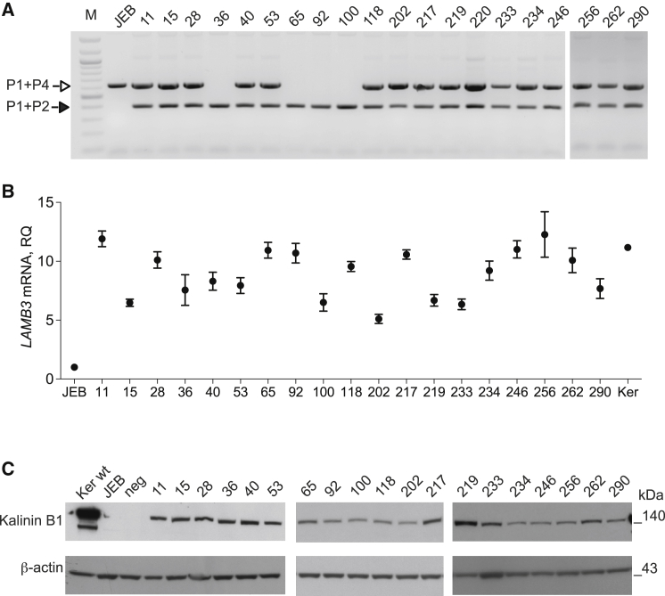 Figure 3