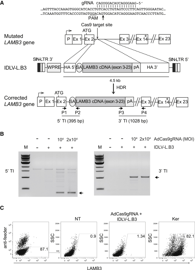 Figure 1