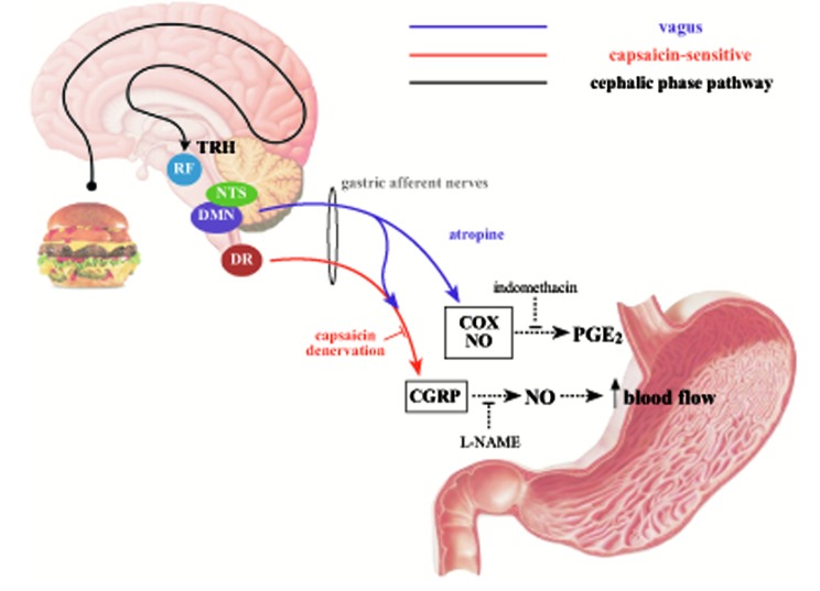 Fig. (1)